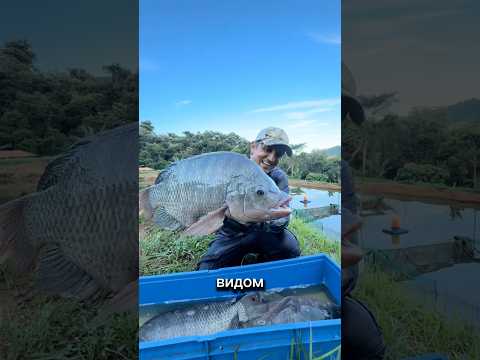 Чем всем неугодила эта рыбка?