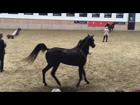 AJ Rafiq at national show 2018