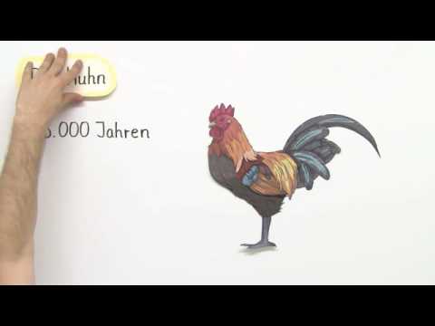 DAS HUHN | EIN NÜTZLICHER VOGEL | Biologie | Biologie der Tiere (Mittelstufe)