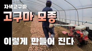 고구마 모종 재배 과정 !!  모종값 많이 비쌀듯