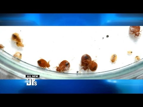 “Super” Bedbugs Resistant to Poison and On the Attack