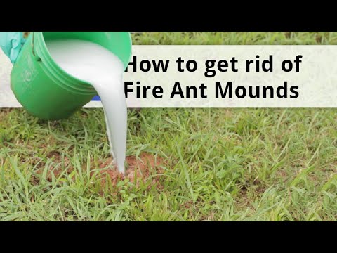  How to Get Rid of Fire Ant Mounds Video 
