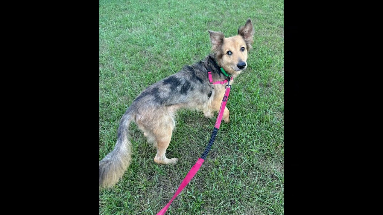 Enlarge Sunny, a ADOPTABLE mixed breed in Hartland, WI video 6/6