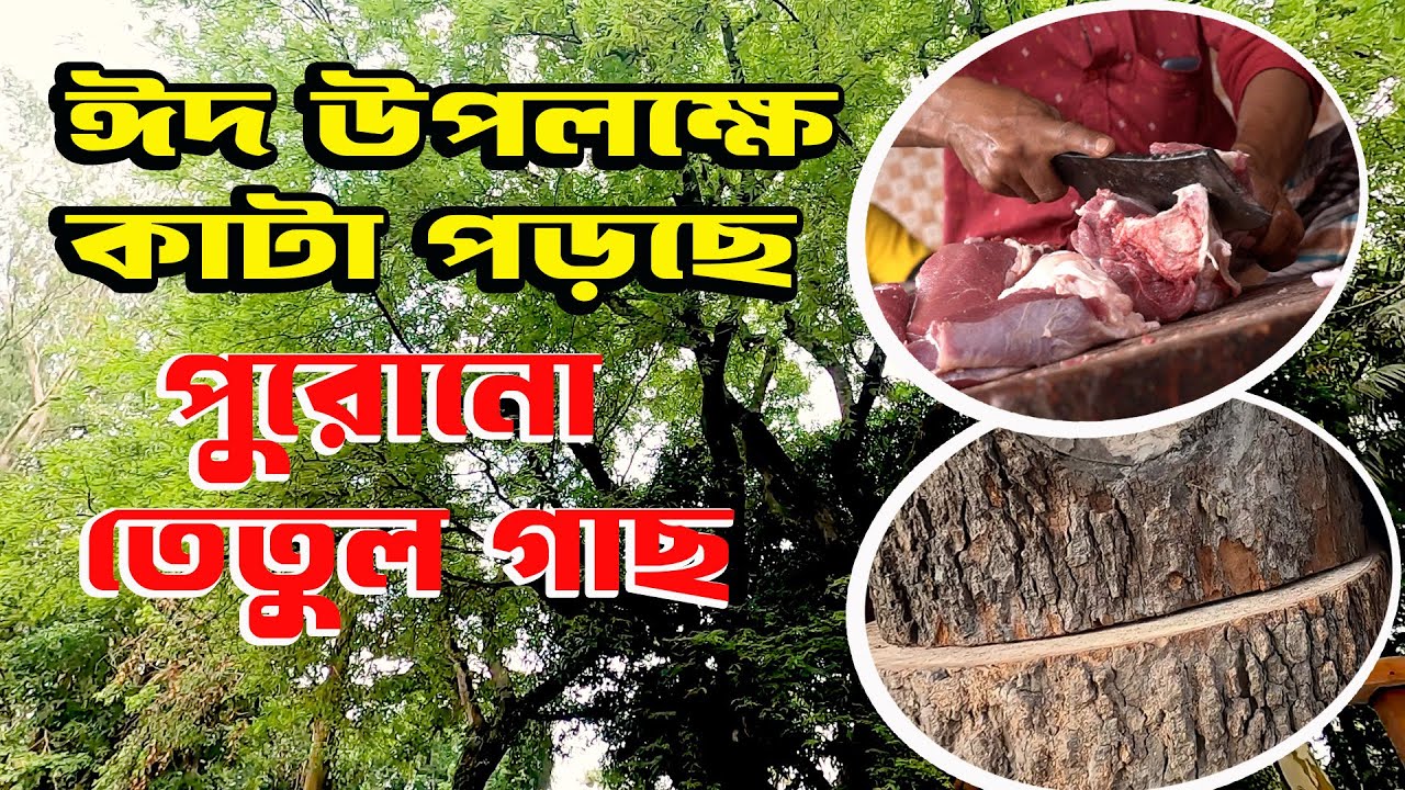 ঈদে উৎসবের আড়ালে শতবর্ষী গাছের মৃত্যু এটাই গাইবান্ধার বাস্তবতা