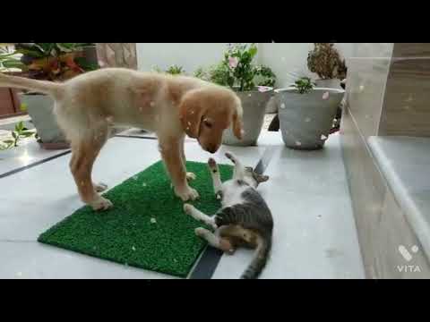 Toshi and snow friendship