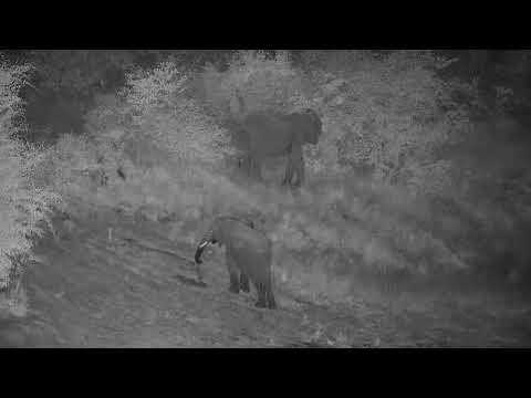 Djuma: Elephants scattered about moving off from the area of dam - 22:36 - 04/29/2022