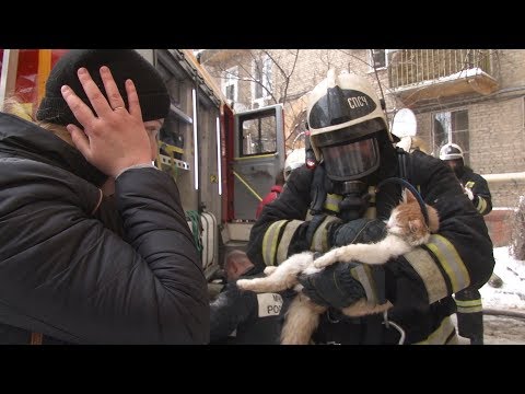 Кот ожил в руках спасшего его пожарного