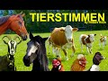 Für Kleine Kinder 15 Minuten Glückliche Bauernhoftiere Mit Tierstimmen Pferd Huhn Kuh Ziege