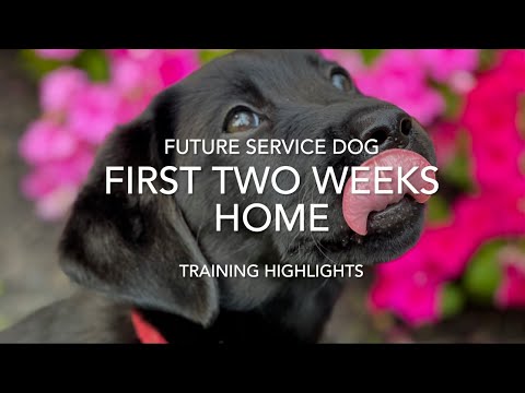 Future Service Dog | Black Lab Puppy Training Highlights | First 2 Weeks Home