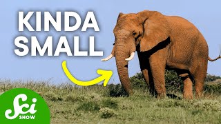 Why No Giant Mammals?