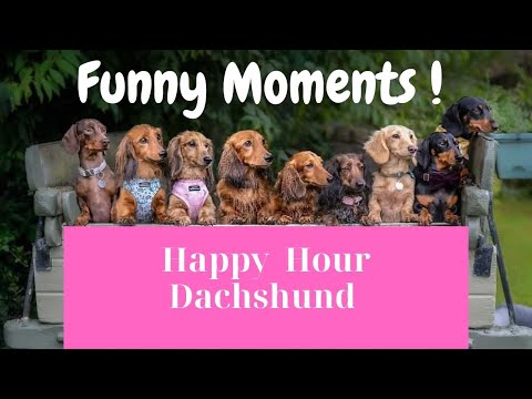 Funny Moments with Dachshund  dogs puppies One Hour Video Compilation Sausage Dogs puppies Videos