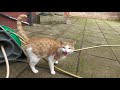 Stray Cat Meows At Me For Attention