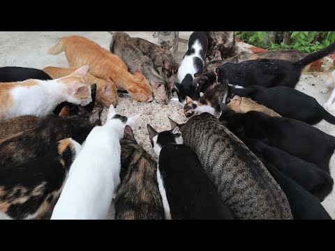 Big Groups Cats Eat Rice With Chicken !