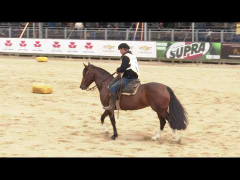 Melhores do Freio de Ouro   Figura