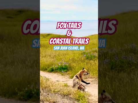 San Juan Island Guide | Cattle Point Lighthouse, Foxes & South Beach #travel #shorts