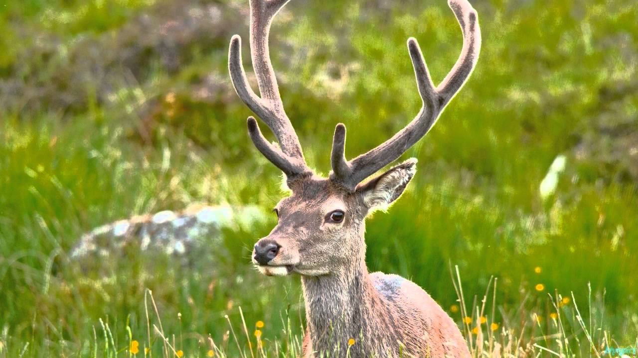 Hum Hain Khayal E Yaar Lyrics  | Jaan-E-Wafa | Farooq Shaikh, Rati Agnihotri | Asha Bhosle | Mohammed Zahur Khayyam