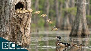 Download lagu Wood Duck: 70 Days From Egg to Survivor | First Nest Leap | Cinematic Wildlife Story mp3 Download lagu Wood Duck: 70 Days From Egg to Survivor | First Nest Leap | Cinematic Wildlife Story mp3