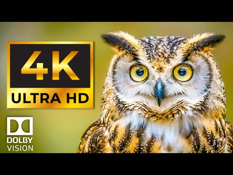 Most Beautiful Birds in the World | Colorful Birds in 4K | Amazing Bird Moments in 4K HD 60FPS