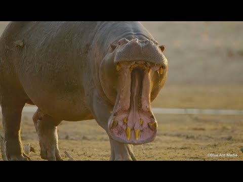 ブラジルのセラードの動物 - ブラジルのセラードの魚