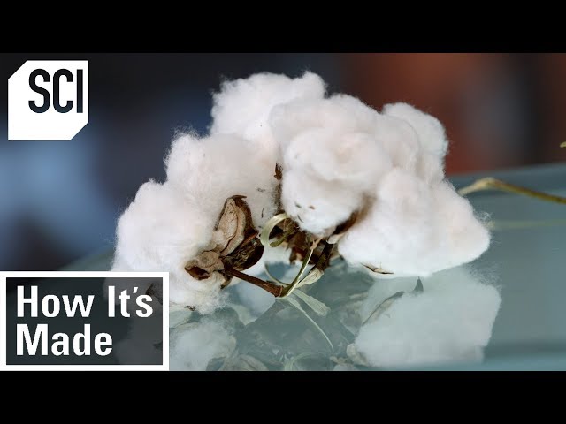 Προφορά βίντεο Cotton στο Αγγλικά