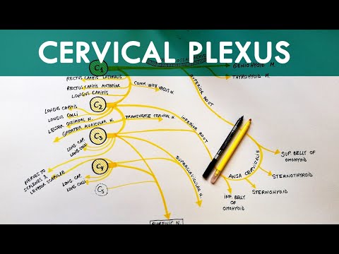 Cervical Plexus - Anatomy Tutorial
