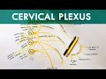 Cervical Plexus - Anatomy Tutorial