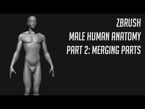 ZBrsuh - Male Human Anatomy #2 Merging Parts