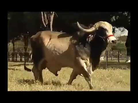 F.B . Bosch ( FBGO 528) ( BEM Feitor Raposo Da CAL X F.B . delegada )