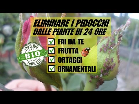 Fotografia di parassiti nel pesce congelato I helminths reagiscono ad alcool