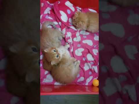 Cutty Kittens playing🐱🐱🐱cats