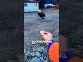 This Bald Eagle LOVES Eggs 😂