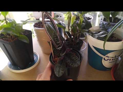 Quick orchid updates - Paphiopedilum delenatii