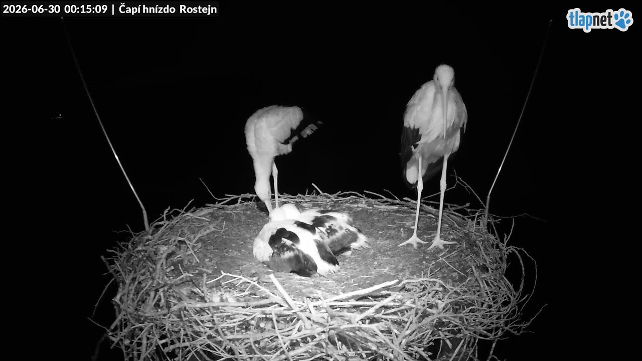 Live webcam view of White Stork Nest at Roštejn