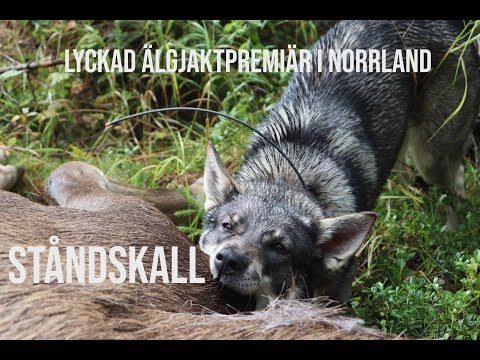 Älgjakt med hund del 2 2019