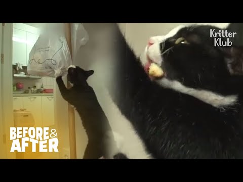 Meaning Of A Cat's Life Is.. Eating❤ | Before & After Makeover Ep 6