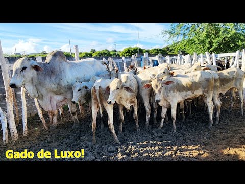 FEIRA DO GADO EM CUPIRA-PE  24-04-2024  #nordeste