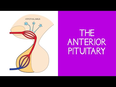 5.4 Endocrine: The Anterior Pituitary
