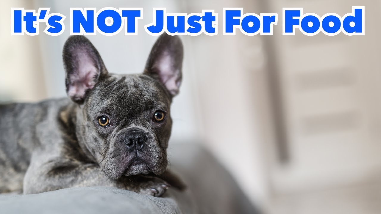 9 Surprising Reasons Your Dog Is Watching You! (Might Surprise You)