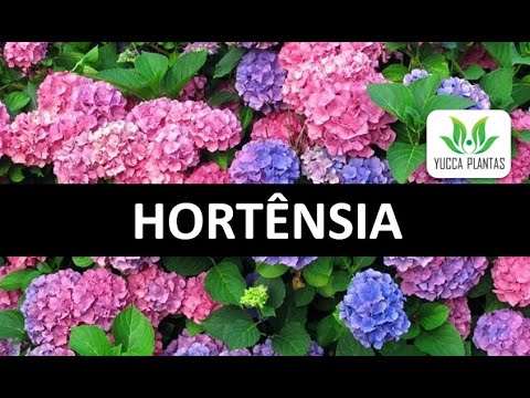 , title : 'Maravilhosa Hortênsia: aprenda a cultivar esta linda planta!'