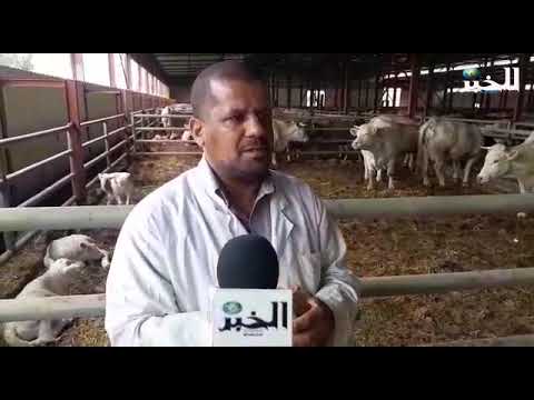 , title : 'تجربة ناجحة لتطوير سلالة الأبقار الموجهة لإنتاج اللحوم الحمراء بالشلف'