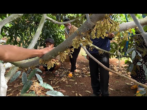 KỸ THUẬT CHĂM SÓC TẠO MẦM SẦU RIÊNG ĐƠN GIẢN KHI THỜI TIẾT THUẬN LỢI