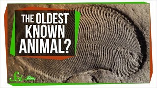 The Oldest Known Animal May Be a Weird, Fleshy Oval | SciShow News