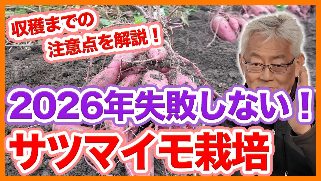 家庭菜園や農園のサツマイモ栽培2026年スタート！失敗しないポイントとサツマイモの育て方！【農家直伝】