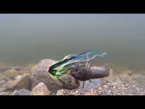 Putkiperho ja Rapu Laine ( Ravustus - Venetsialaiset - Puhuvat Eläimet - Cranky Crab )