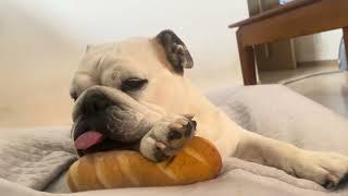 高木ブーと雑談🐶#ブルドッグ #犬のいる暮らし #癒し 