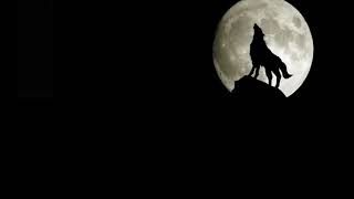 صوت الذئب