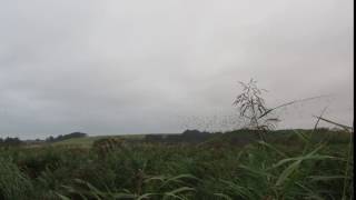 21092016_2: Sort Morgensol i Kolind Engsø