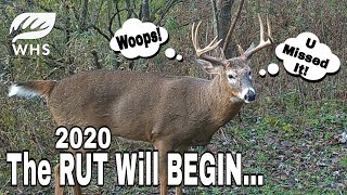 The Annual Whitetail Rut Will Begin