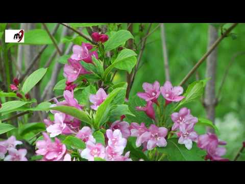 Silvia  Goncear -  Nu- i tarziu