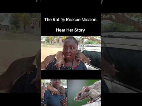 The Rat 🐀 Rescue Mission.
